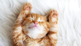 Cats Kittens Ginger 484195 2560x1600