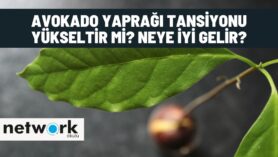 avokado yapragi tansiyonu yükseltir mi